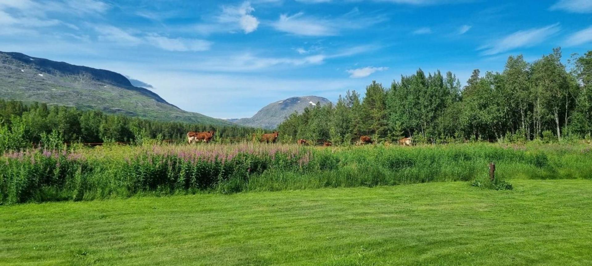 Torfoss Gard, Hytte Utleie, Campingvogn Og Bobil Plasser Potka Esterno foto